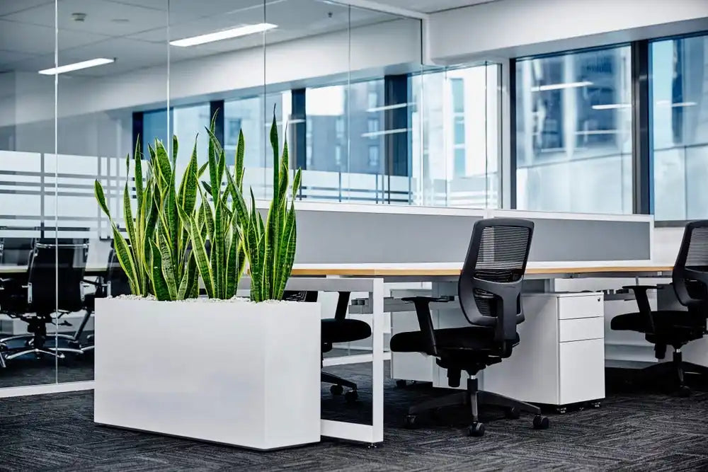 best-office-plants_X76o.jpeg