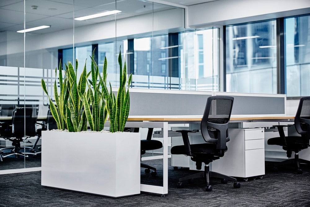 best-office-plants_X76o.jpeg